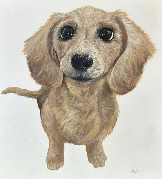 Pet Portraits Examples