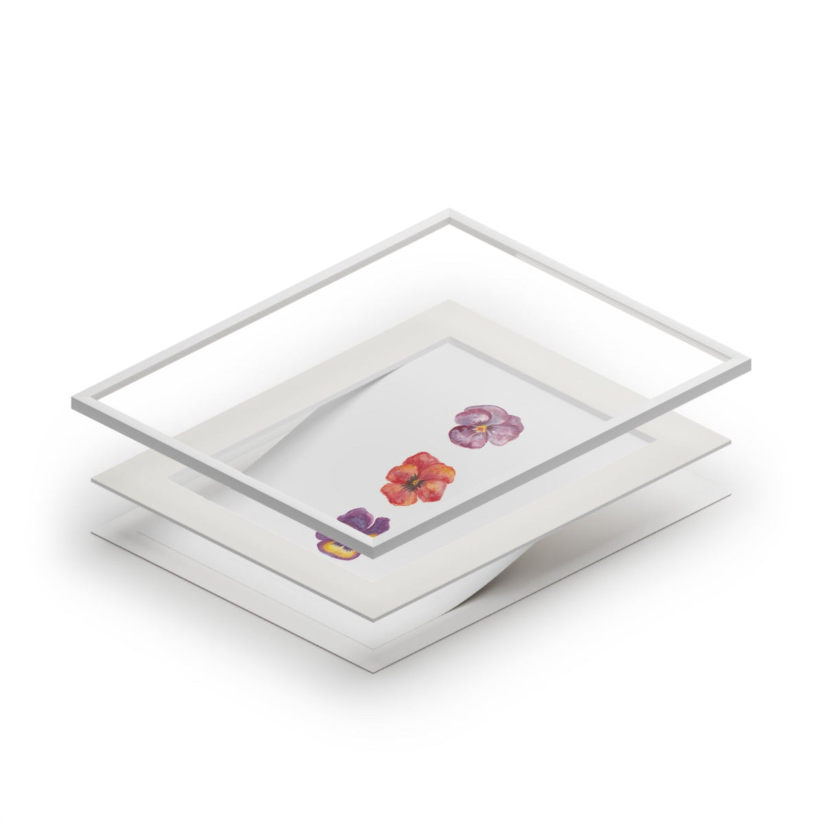 "Berry Bloom" Pansy Trio Fine Art Print