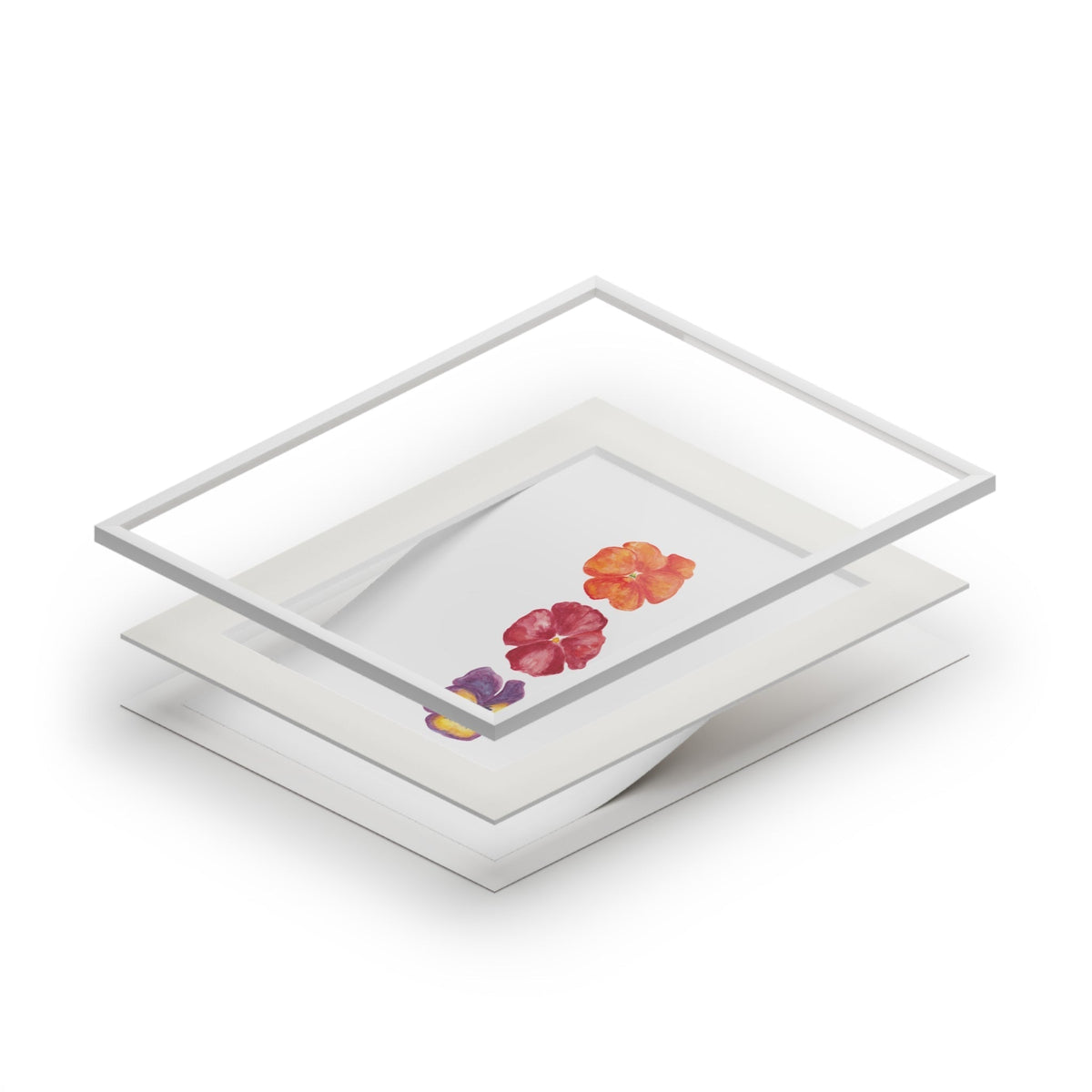 "Autumn Blaze" Pansy Trio Fine Art Print