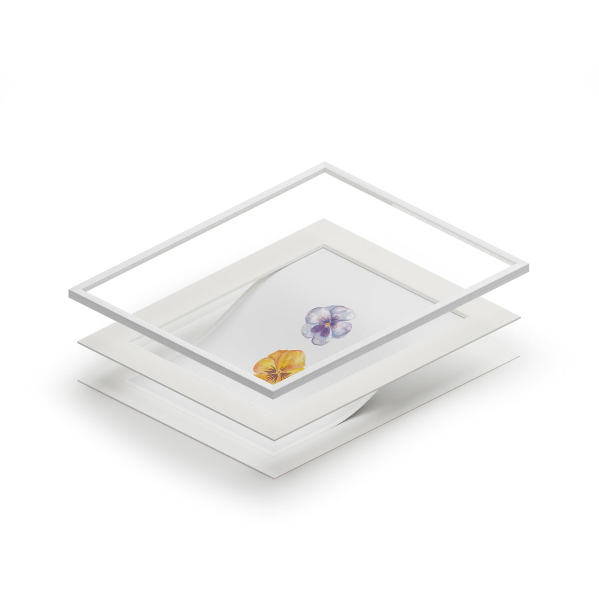 "Bluebell" Pansy Duo Fine Art Print