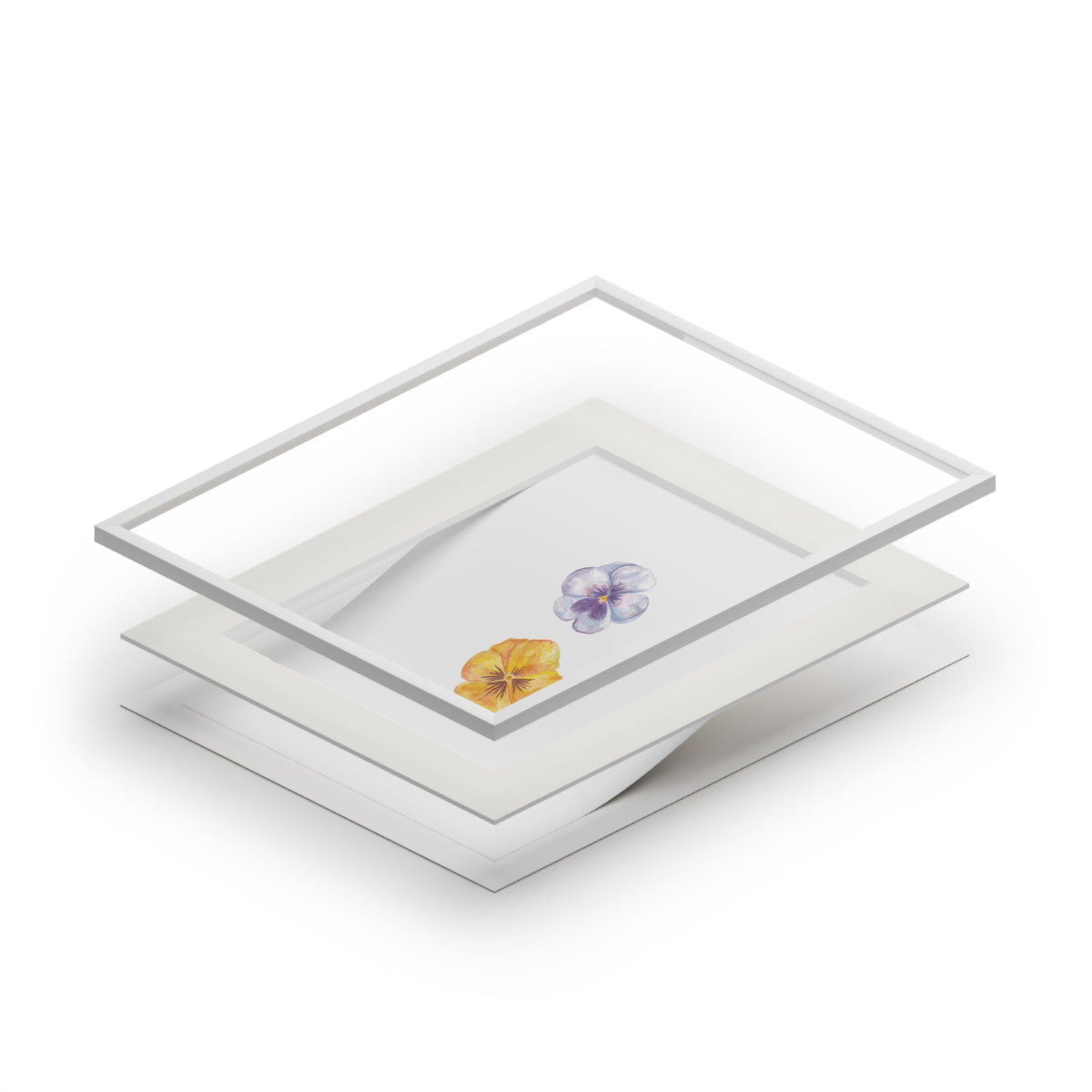 "Bluebell" Pansy Duo Fine Art Print